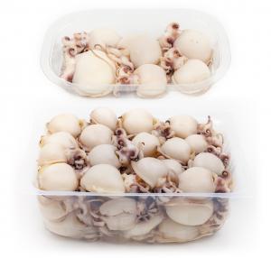 ATM 020 - CUTTLEFISHES